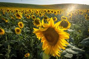 Girasol. La nutrición desde el principio da buenos resultados