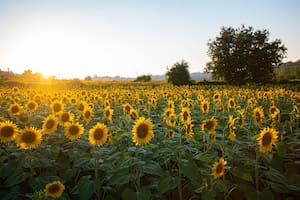 Con más producción, el girasol argentino escala posiciones en el ranking global
