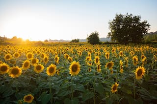 Con más producción, el girasol argentino escala posiciones en el ranking global