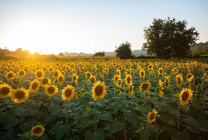 girasol