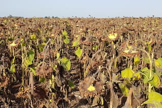 Agronomía y trabajo en red contra el cancro del girasol