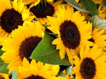 Girasoles, una hermosa manera de borrar algo horroroso