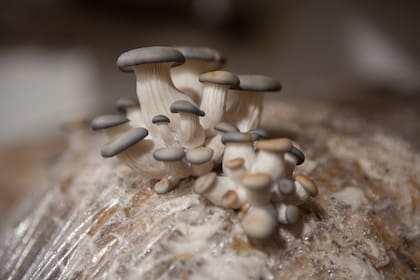 Gírgolas grises que acaban de salir de la bolsa.