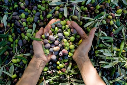 Cosecha de aceitunas para obtener aceite extra virgen.