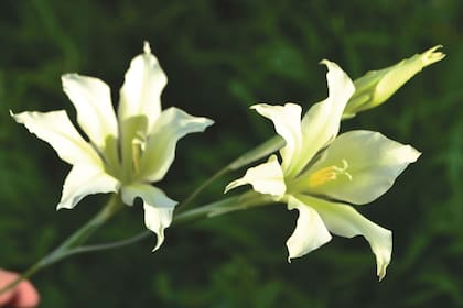 Gladiolus tristis.