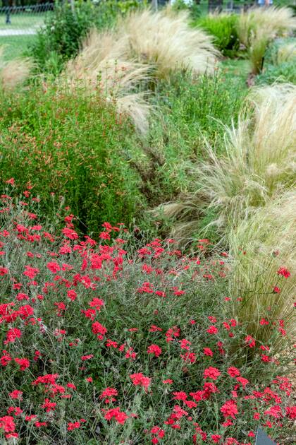 Glandularia peruviana es una nativa de flores atractivas que tiene un crecimiento compacto y rastrero