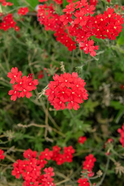 Glandularia peruviana, valorada por su capacidad para cubrir suelos, atraer insectos benéficos y aportar color