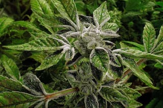 Gobierno de Trump reclasifica la marihuana medicinal como droga menos peligrosa, un cambio histórico