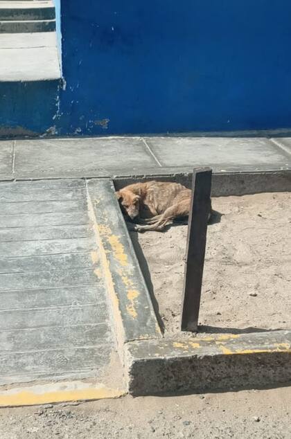 Goliat sobrevivía en la calle.