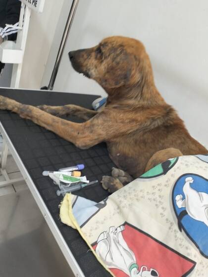 Goliat tenía una enfermedad transmitida por garrapatas.