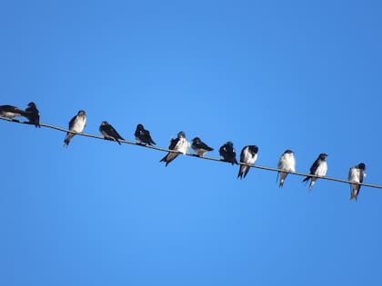 Golondrinas domésticas reposando en los cables de la luz.