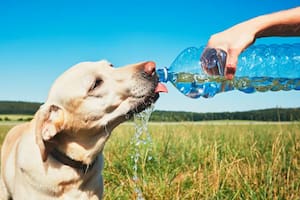 Consejos esenciales para proteger a las mascotas de las altas temperaturas