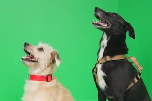 Cómo saber si tu perro está sufriendo un golpe de calor