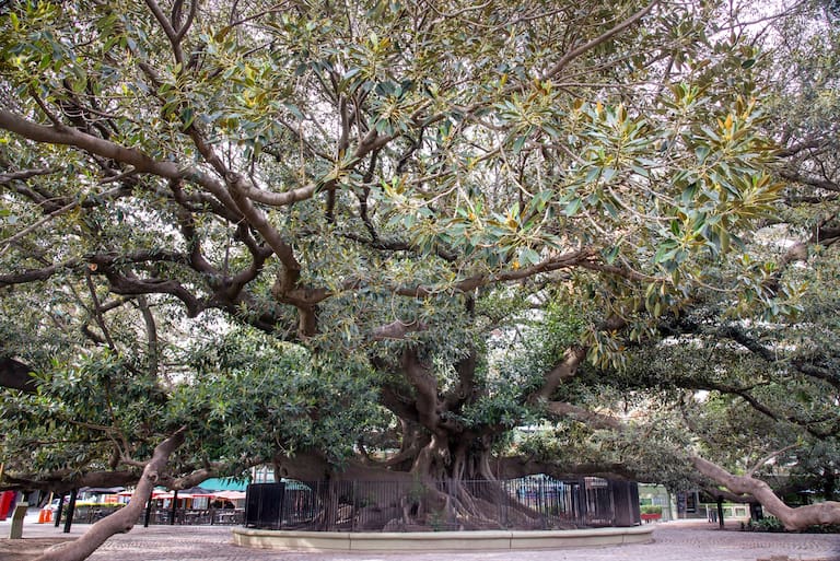 .Gomero de la Plaza Torcuato Alvear-