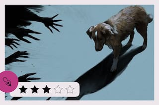 Good Boy, la película que muestra el terror desde la mirada de un perro