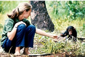 Cuatro motivos por los que Jane Goodall cree que aún hay esperanza para salvar al planeta