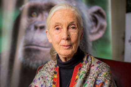 Goodall: "Tenemos cuatro grandes problemas: la pobreza, la corrupción, la densidad de la población y la definición de éxito"