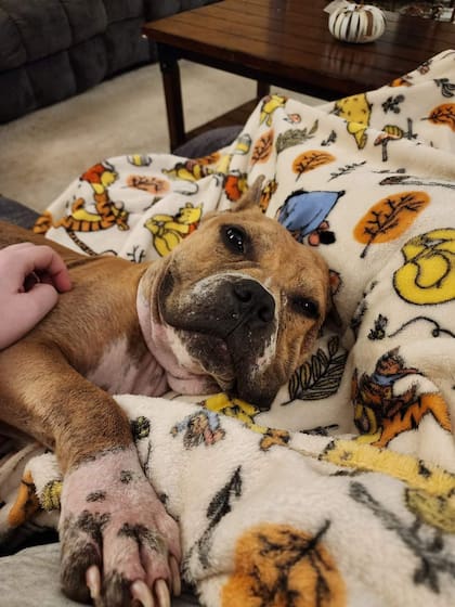 Goulash duerme en la cama de su tutora.