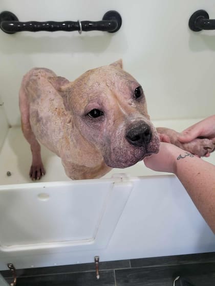 Goulash necesitó baños medicados para tratar la sarna.