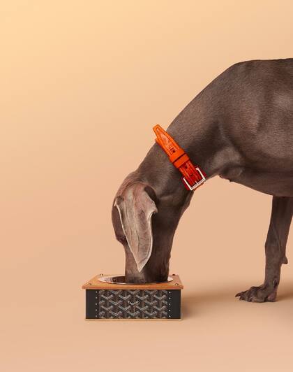 Goyard Oet Chic es una línea para las mascotas más consentidas