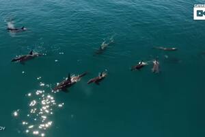 Captan el momento en que una familia de orcas sale a cazar a mar abierto