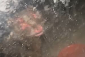 Grabó una extraña criatura frente a su casa y en redes la llaman “chupacabras”