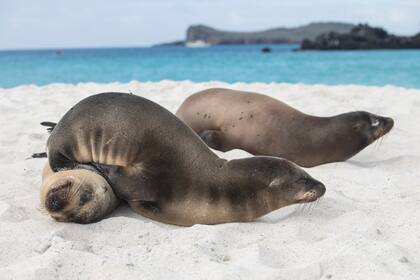 Lobos marinos sobre la arena de Bahía Gardner, en la costa oriental de la isla Española.