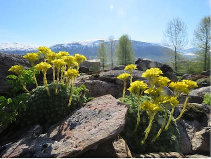 Gracias a la corriente del Golfo, se genera un microclima que permite cultivar especies de todo el mundo.