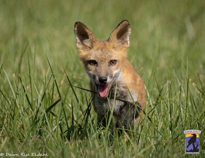 Gracias a la dedicación de muchas personas, este zorro tuvo una segunda oportunidad.