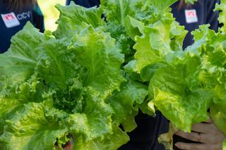Investigadores argentinos mejoraron una de las verduras más consumidas en el mundo