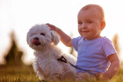 Gracias a la evolución, los perros han aprendido a imitar la expresión de los bebés, algo que no pueden hacer físicamente los gatos