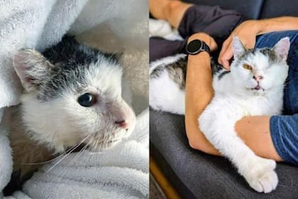 Gracias a los cuidados llevados adelante por los veterinarios, el gato puede vivir actualmente una vida normal