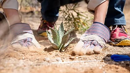 Gracias a los esfuerzos de conservación, las comunidades agrícolas están permitiendo que más plantas de agave maduren y florezcan