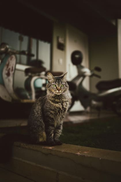 Gracias a su retina especializada, el tapetum lucidum, a sus pupilas dilatadas y al apoyo de otros sentidos, los gatos pueden moverse con seguridad en la noche