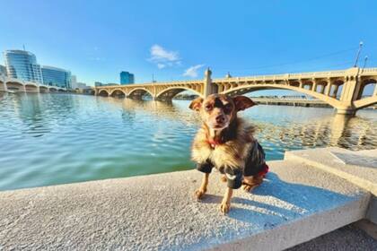 Gracias a un microchip de identificación implantado en el animal, alguien logró contactarlo con una noticia que cambiaría el rumbo de su viaje. Foto: @paulguilbeault.