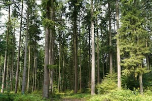 La misteriosa razón por la cual los árboles en Finlandia tienen oro en su interior