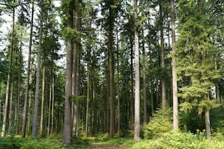 La misteriosa razón por la cual los árboles en Finlandia tienen oro en su interior