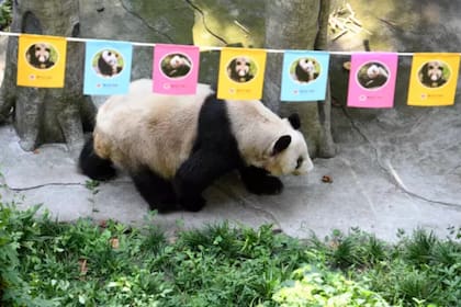 Gracias a Xin Xing, que dejó 36 cachorros a lo largo de su vida, se logró salvar los pandas gigantes, especie que se encontraba en vías de extinción