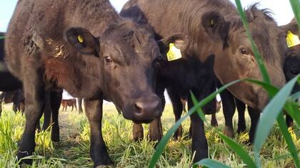 Graciela Cappelletti junto a su familia tienen un establecimiento de aproximadamente 150 vacas