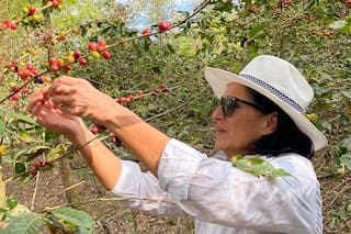 Una emprendedora revivió un cultivo de café abandonado en la selva, el primero argentino, y ya lo vende al público