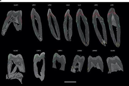Gráfico que muestra el desarrollo dental del individuo (Foto: Nature)