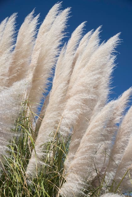 Gramíneas como Cortaderia selloana tienen la capacidad de sostener su estructura y movimiento a lo largo del año