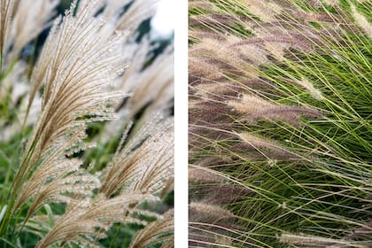 Gramíneas como Miscanthus sinensis y Pennisetum alopecuroides aportan textura, calidez y contraste en jardines con alma urbana