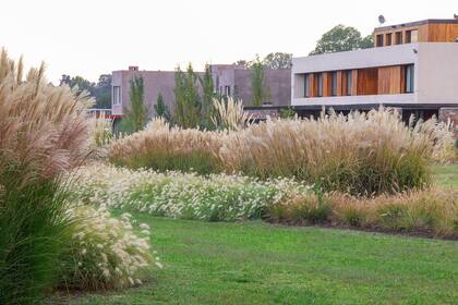 Gramíneas en diferentes estratos