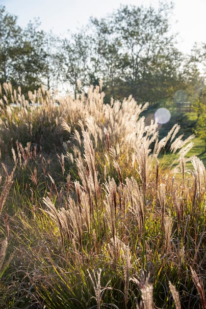 Gramíneas que reflejan la luz al atardecer
