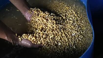 Gramo por gramo, la soja contiene más proteína que los huevos