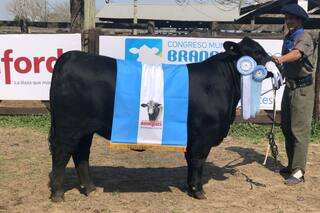 Expoagro en Corrientes. Consagraron a las hembras Brangus, Braford y Brahman