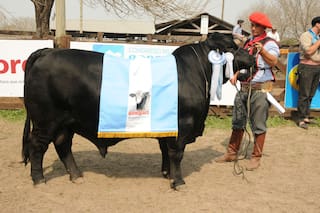 Expoagro en Corrientes. Los mejores machos Brangus, Braford, Brahman y Limousin