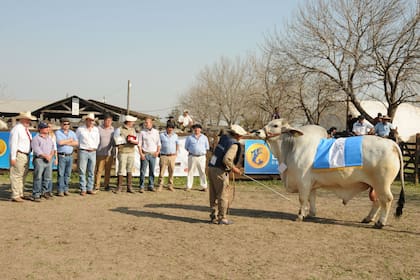Gran Campeón Macho Brahman