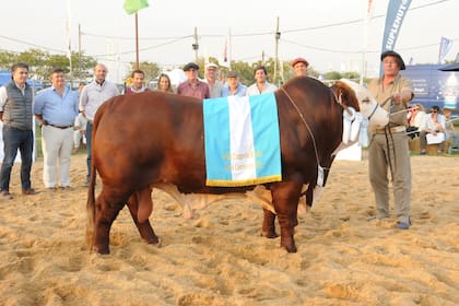 Gran Campeón Macho Braford